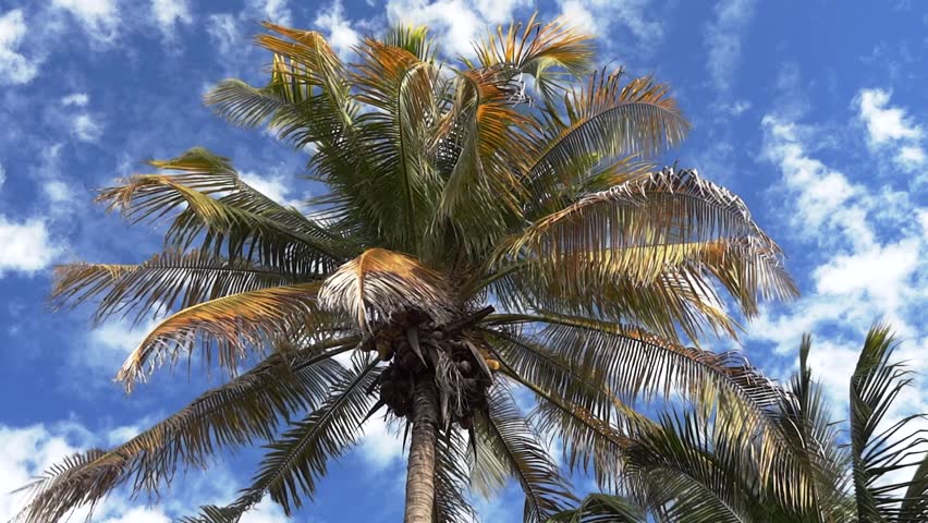 Palm tree during a windy summer day.