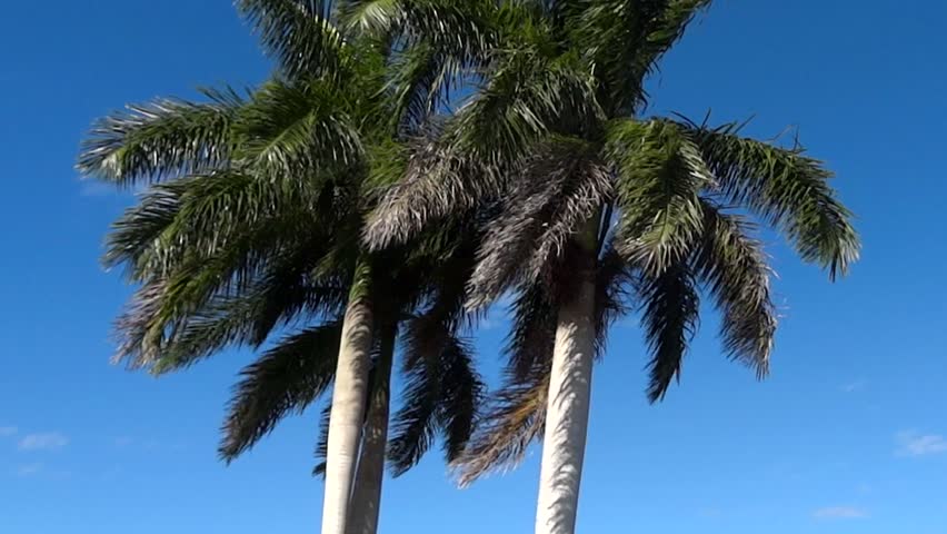 Palm tree panning up.