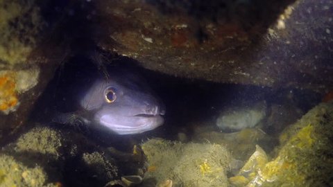 British Conger Eel with Golden eyes and multiple prawns in a crevice in the Solent looking at the camera.