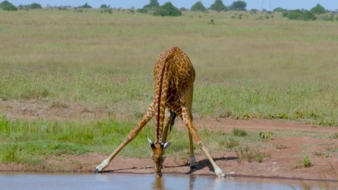 Masai Giraffe Drinking At Water Hole; Nairobi Kenya Africa