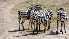 4 Burchell'S Zebra On Track; Nairobi Kenya Africa