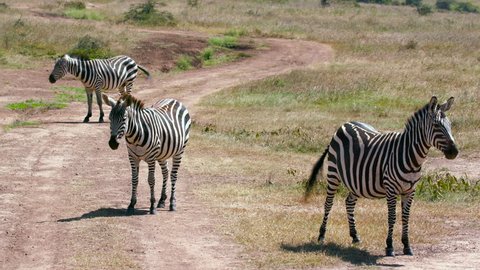 Burchell'S Zebras On Track; Nairobi Kenya Africa