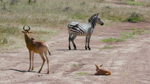 Burchell'S Zebra Hartebeest & Foal On Track; Nairobi Kenya Africa