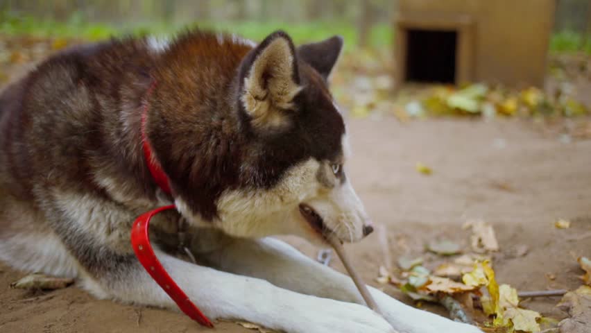 Husky breed dog sits on chain and gnaws stick at autumn day