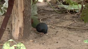 Crested partridge (Rollulus rouloul),crested wood partridge, roul-roul, red-crowned wood partridge, green wood quail or green wood partridge is a gamebird in the pheasant family Phasianidae 