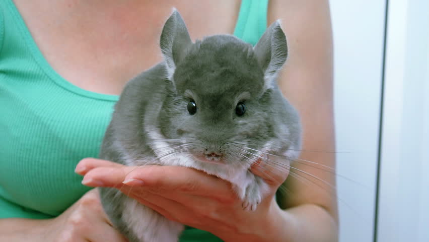 A grey chinchilla on hands of young woman