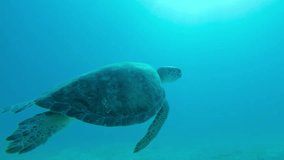 underwater video of a man's hand touching the green turtle