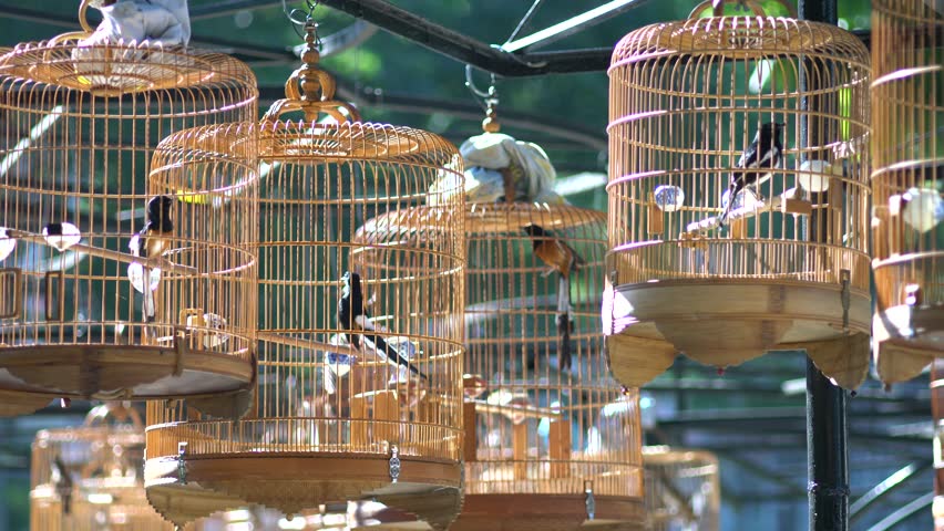 chinese bird cage