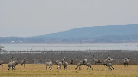 Common crane at the spring migration