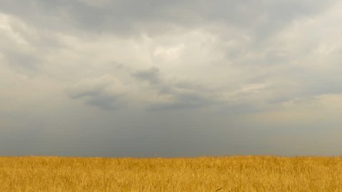 Field of wheat under storm front moves across an open field bringing rain. Time Lapse