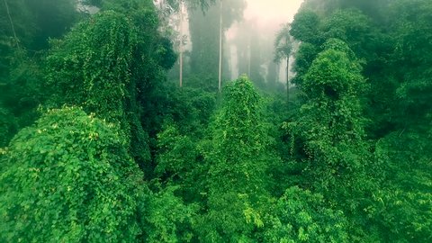 Drone footage of Borneo rain forest moving through the jungle