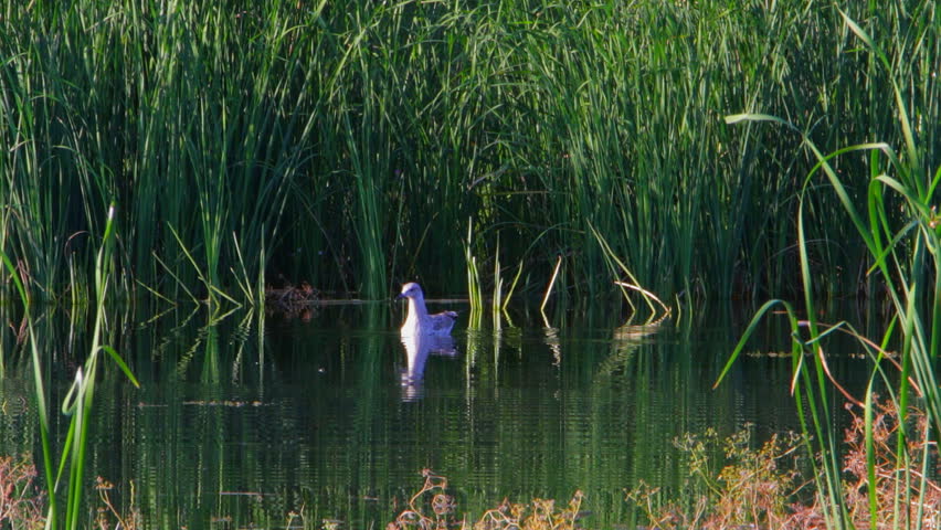 Seagull floating on the lake