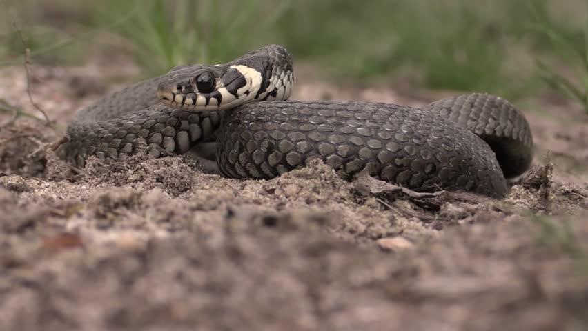 Young grass snake on the ground, nice snake with yellow patches on the head.
