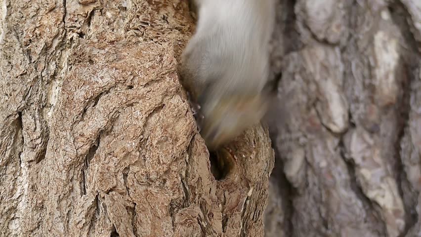 Hokkaido Squirrel eating food