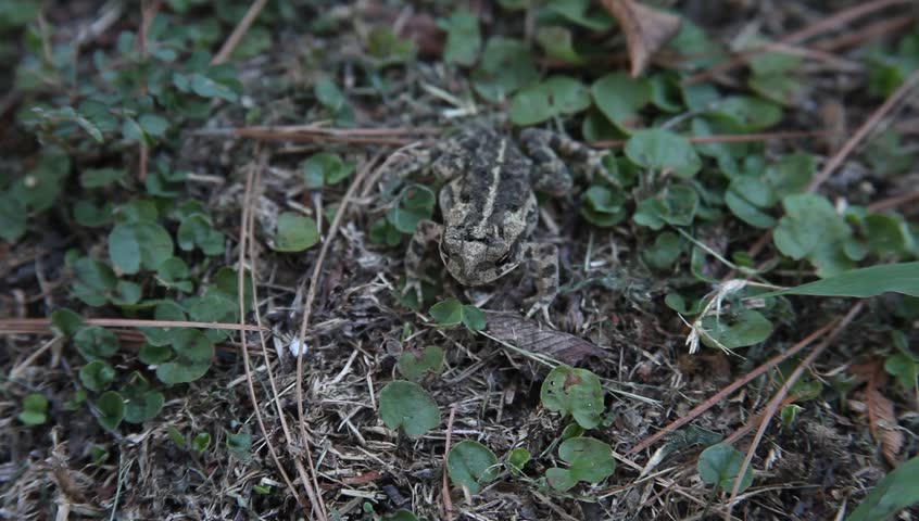 Toad hiding in grass