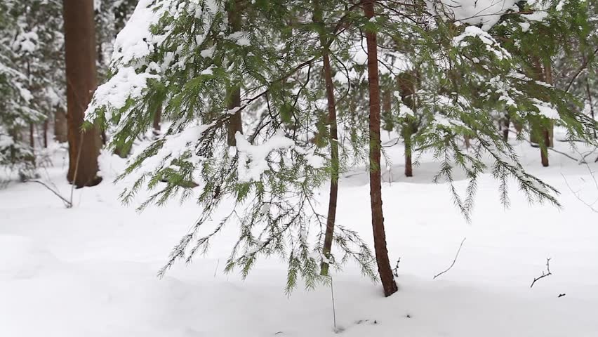 winter forest, the slider
