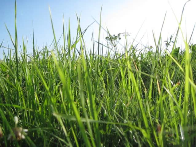 Grass