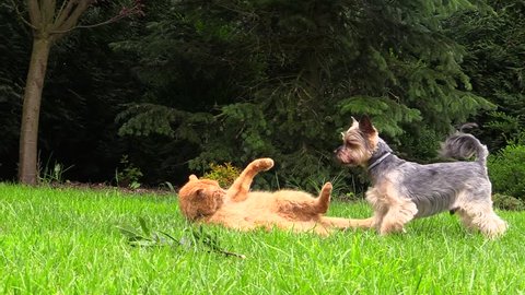 Small dog plays with the orange cat in the garden.