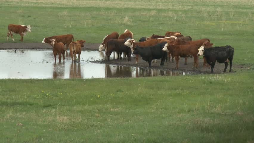 Cattle at watering hole