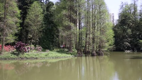 The background of green trees by the lake