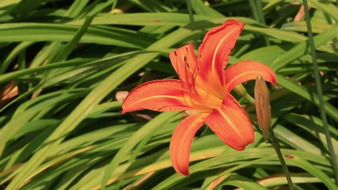 Orange tiger lily outdoors - HD - 1920x1080