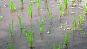 Clustered stalks of rice plants. sprouting through the stagnant. shallow water of a paddy on a plantation in Asia. Video FullHD 1080p
