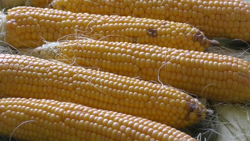 Purified from leaves ripe ear of corn