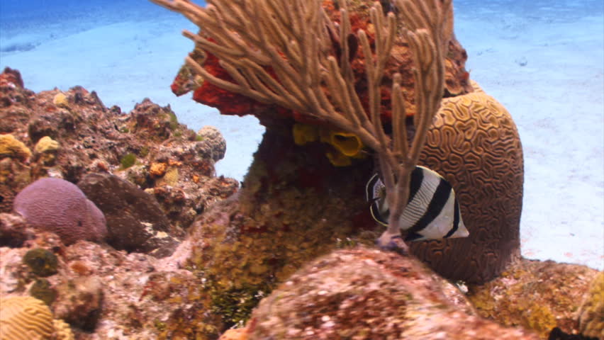 Banded butterfly fish swimming around a colorful coral reef