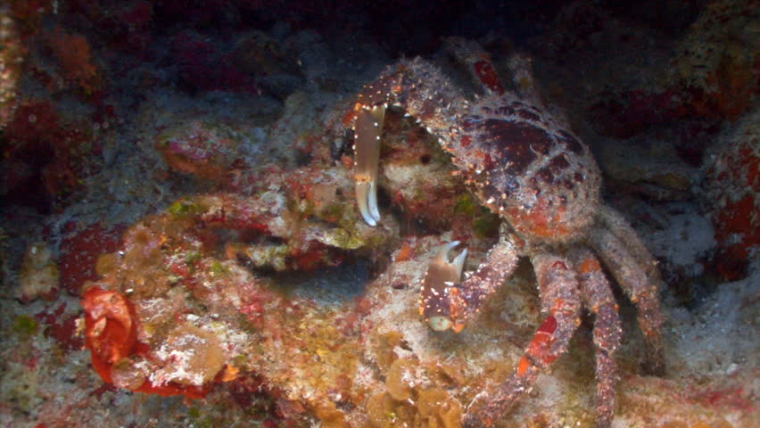 Caribbean King crab on a coral reef underwater
