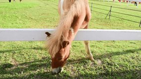 Close up of young pretty brown pony horse stand outdoor on green grass and eating grass in evening in farm. Video Stock.