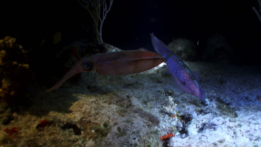 squid fish at night 