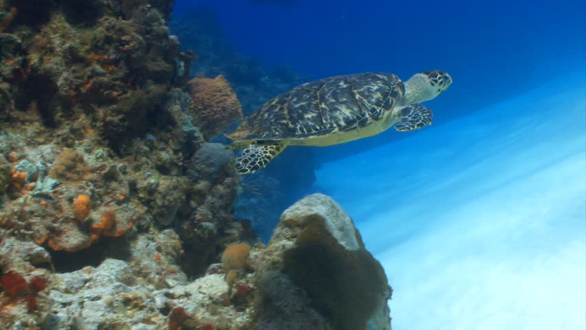 Hawksbill sea turtle swimming by coral reef in Cozumel, Mexico