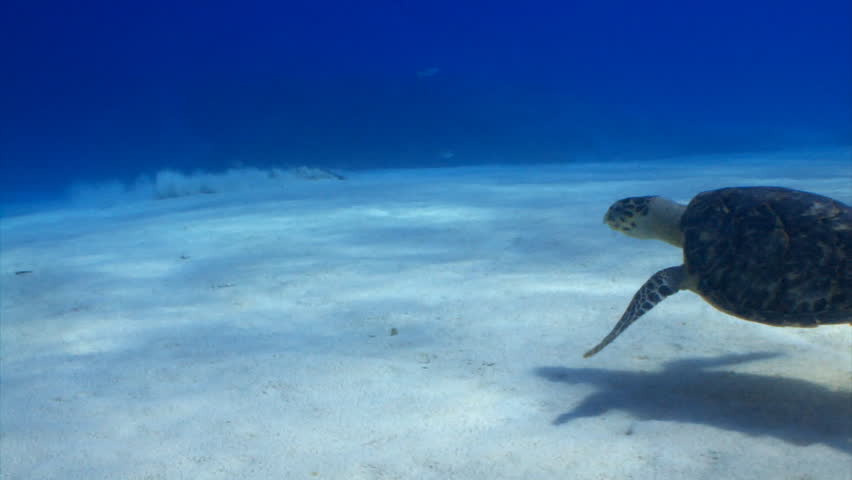 Hawksbill sea turtle swimming over sand in Cozumel, Mexico