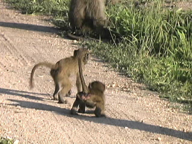 Baby Baboon playing on a sunny day in the Tarangire National Park Tanzania Africa