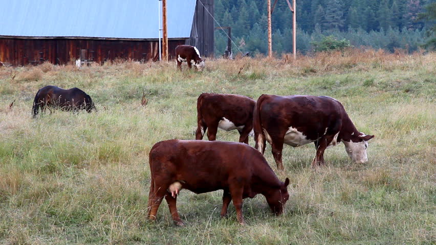 Cows pasture Montana