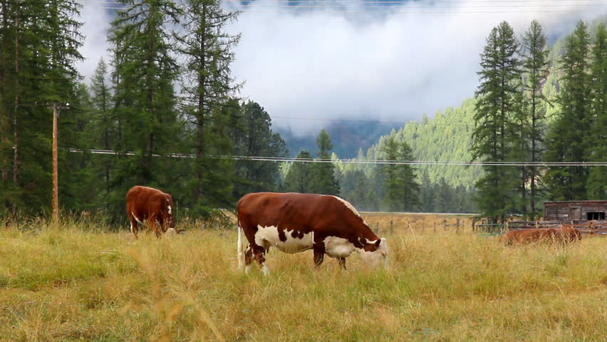 Cows pasture Montana