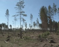 Deforested recreational area. Timber industry. Branches moving in wind. 