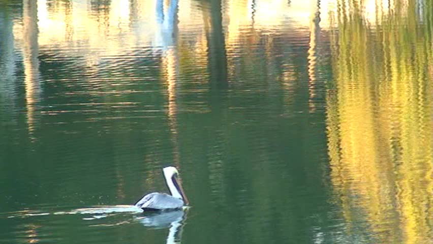 Stork in a lake