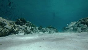Diver swims towards the camera as large tropical fish feed from the sand on the ocean floor in Thailand. with sound. Footage 1920x1080