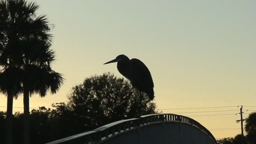 Heron on a bridge