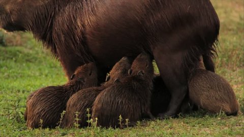 Capybara Breastfeeding Puppies