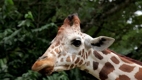 Beautiful Giraffe Close-Up, Giraffa Camelopardalis, The Tallest Animal, African