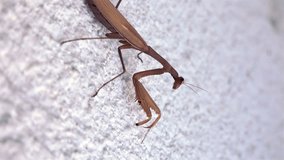 Close up 4K video of a subadult Praying Mantis