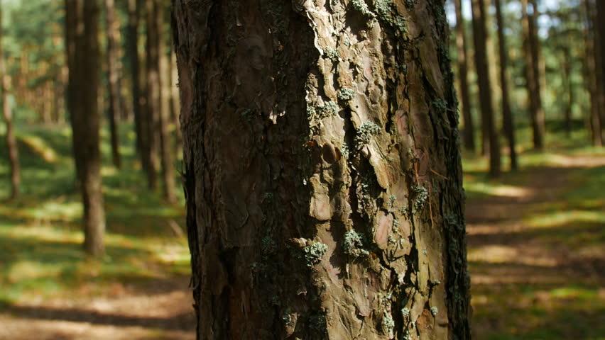 watching from behing pine tree trunk