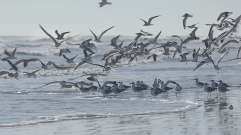 Flock of seagulls fly over ocean and beach in daytime. United States, Florida, Daytona Beach. Slow motion shot.