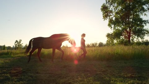 SLOW MOTION, CLOSE UP: Young girl taking on a walk her dark bay stallion by the reins on stunning golden sunset. Beautiful mighty gelding horse walking and gazing on meadow field at sunny morning