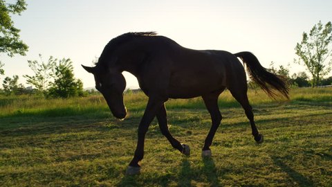 SLOW MOTION, CLOSE UP: Beautiful powerful dark brown stallion horse pasturing on meadow field and running at golden sunset. Big strong gelding gazing and shaking his head on pasture at sunrise