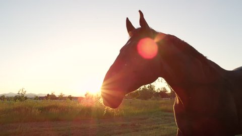 SLOW MOTION, CLOSE UP: Beautiful powerful dark brown stallion horse pasturing on vast meadow field at golden sunset evening and shaking his mane. Big and strong gelding gazing on pasture at sunrise