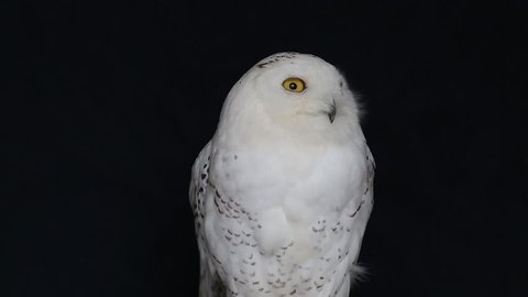 Snowy Owl, Bubo Scandiacus, perched on a post making eye contact with piercing yellow eyes. Light snowfall.isolated on black background.