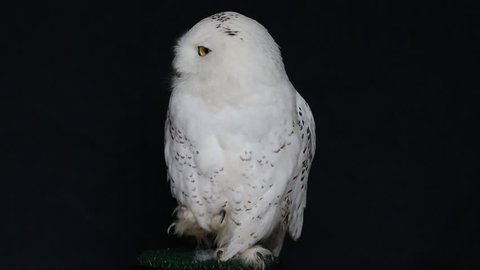 Snowy Owl, Bubo Scandiacus, perched on a post making eye contact with piercing yellow eyes. Light snowfall.isolated on black background.